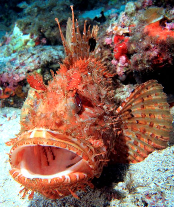 Scorpaena scrofa_07.jpg